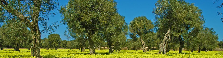 L'olio della Puglia